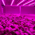 CE Certified LED Tube Grow Light with Glass Shell